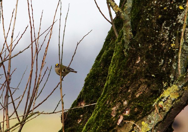 Foto van een Goudhaan, Biesbosch