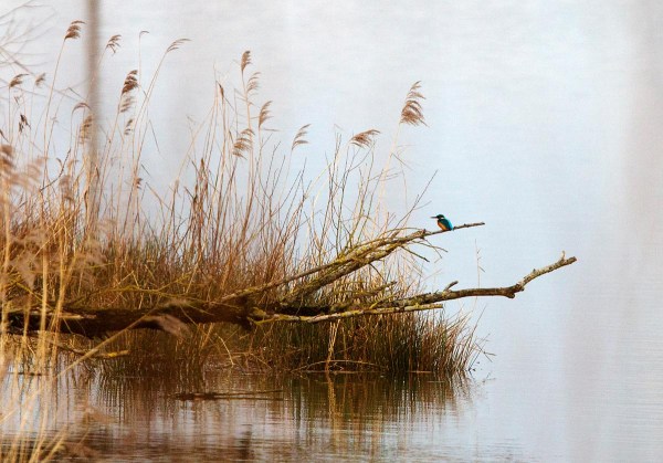 Foto van een IJsvogel, Biesbosch