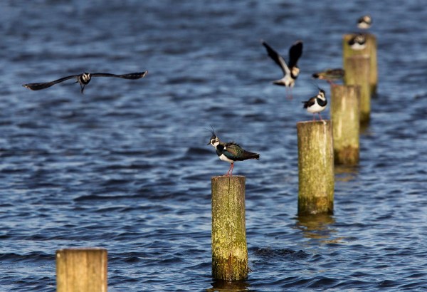 Foto van Kieviten, Starrevaart
