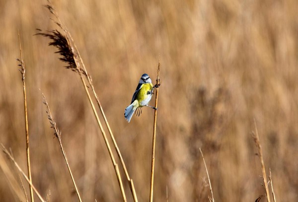 Foto van een Pimpelmees, Nijkerkernauw