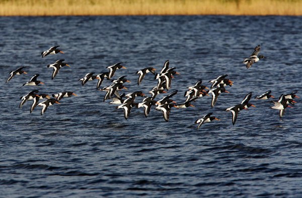 Foto van Scholeksters, Starrevaart