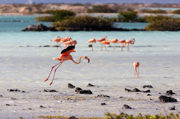 Photo of American or Caribbean Flamingos, Bonaire, Caribbean Netherlands
