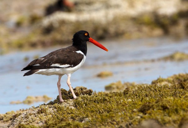 Photo of an American Oystercatcher,  Bonaire, Caribbean Netherlands