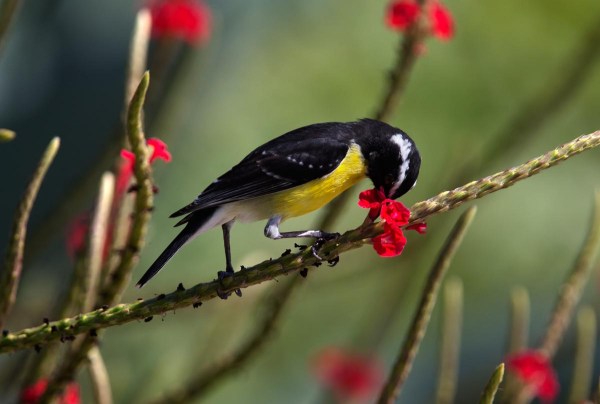 Photo of a Bananaquit, Bonaire, Caribbean Netherlands