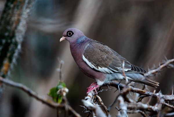 Photo of a Bare-eyed Pigeon, Bonaire, Caribbean Netherlands