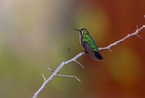 Photo of a Blue-tailed Emerald,  Bonaire, Caribbean Netherlands
