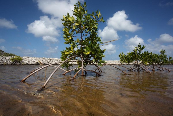 Photo of Mangroves,  Bonaire, Caribbean Netherlands