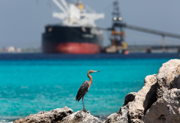 Photo of a Reddish Egret, Bonaire, Caribbean Netherlands