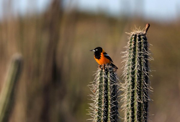 Photo of a Venezuelan Troupial, Bonaire, Caribbean Netherlands