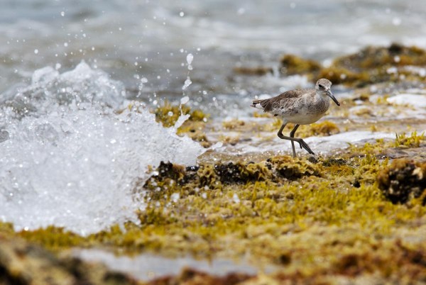 Photo of a Willet, Bonaire, Caribbean Netherlands