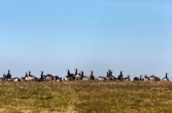 Foto van Brandganzen, Polder Breebaart., Dollard