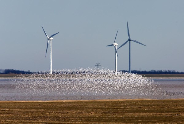 Foto van een zwerm waadvogels, Punt van Reide, Dollard