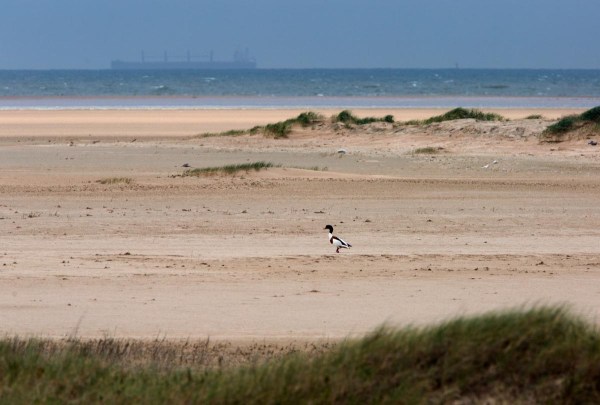 Foto van een Bergeend, Les Hemmes de Marck, bij Calais, Frankrijk