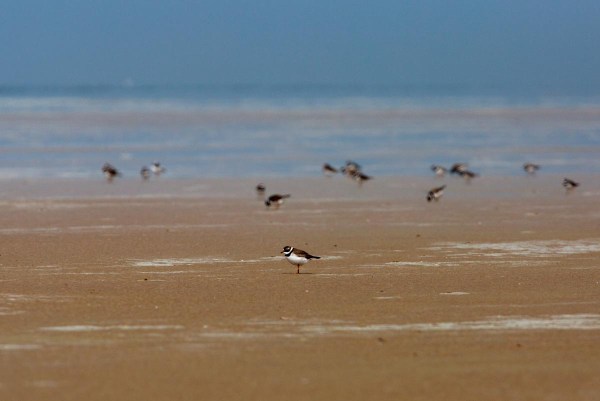 Foto van Bontbekplevieren, Les Hemmes de Marck, bij Calais, Frankrijk
