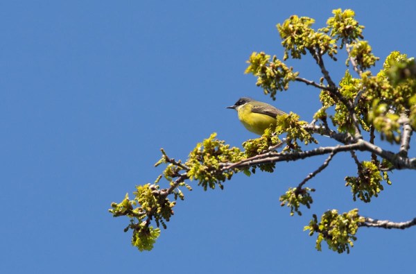 Foto van een Gele Kwikstaart, Onlanden, Drenthe