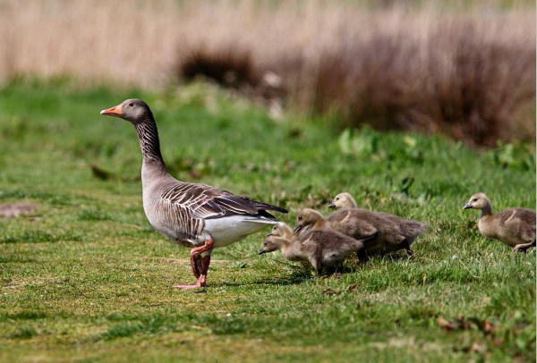 Foto van Grauwe Ganzen, Groene Jonker