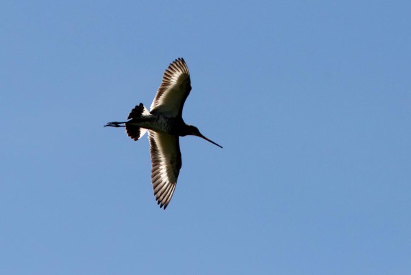 Foto van een Grutto, Stolwijk