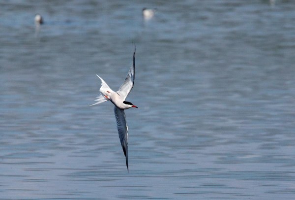 Foto van een Visdief, Groene Jonker