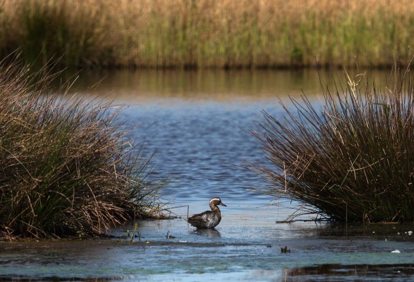 Foto van een Zomertaling, Groene Jonker
