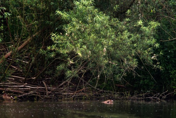 Foto van een bever, Harderbos, Flevoland