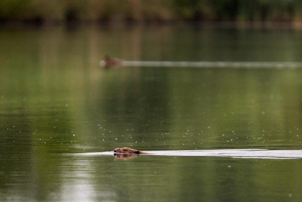 Foto van een bever, Harderbos, Flevoland