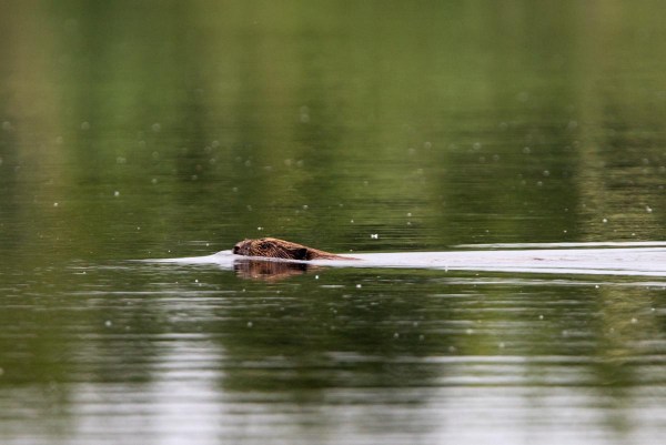 Foto van een bever, Harderbos, Flevoland