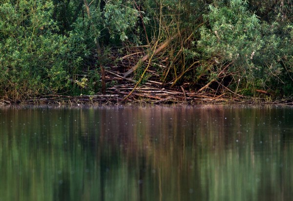 Foto van een beverburcht, Harderbos, Flevoland