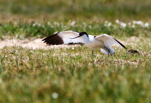 Foto van een Kluut, Zwinpolders, Knokke, België