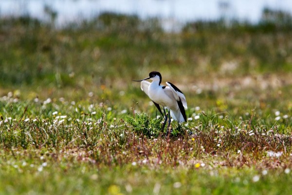 Foto van een Kluut, Zwinpolders, Knokke, België