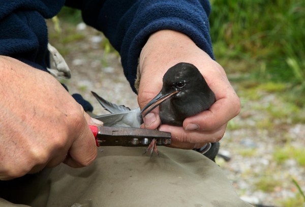 Foto van onderzoek Zwarte Sterns, Krimpenerwaard, Nederland