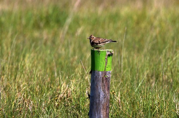 Foto van een Veldleeuwerik, het Zwin, Knokke, België