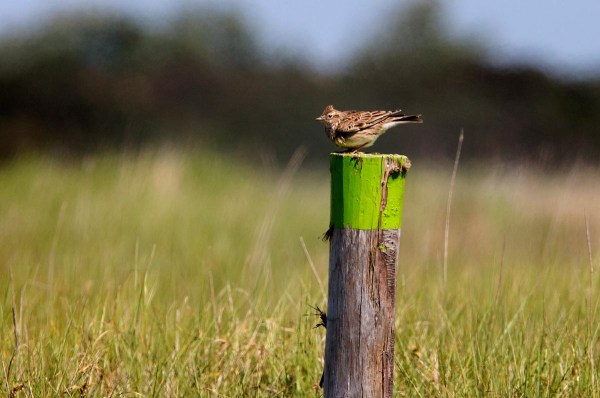 Foto van een Veldleeuwerik, het Zwin, Knokke, België