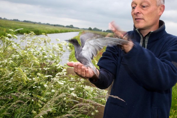 Foto van  een Zwarte Stern met geo-locator, Krimpenerwaard, Nederland