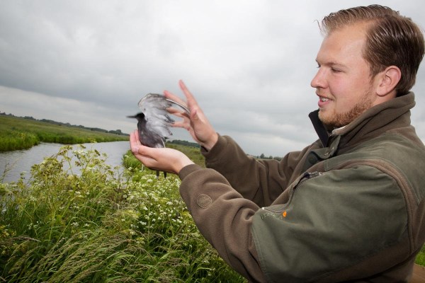 Foto van  een Zwarte Stern met geo-locator, Krimpenerwaard, Nederland