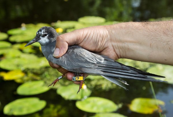 Foto van  een Zwarte Stern met geo-locator, Krimpenerwaard, Nederland