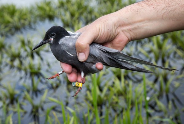 Foto van  een Zwarte Stern met geo-locator, Krimpenerwaard, Nederland