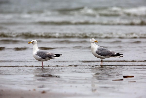 Foto van Zilvermeeuwen, Noordzeestrand, IJmuiden
