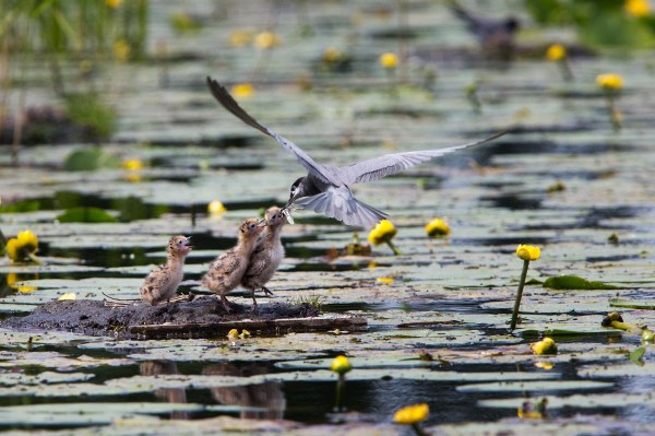Foto van jonge Zwarte Sterns op een nesteltje, Kockengen, Nederland