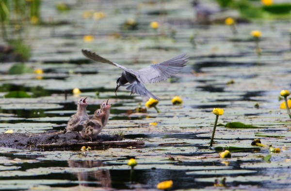 Foto van jonge Zwarte Sterns op een nesteltje, Kockengen, Nederland