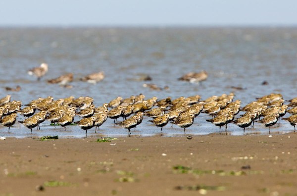 Foto van Goudplevieren, Den Oever.