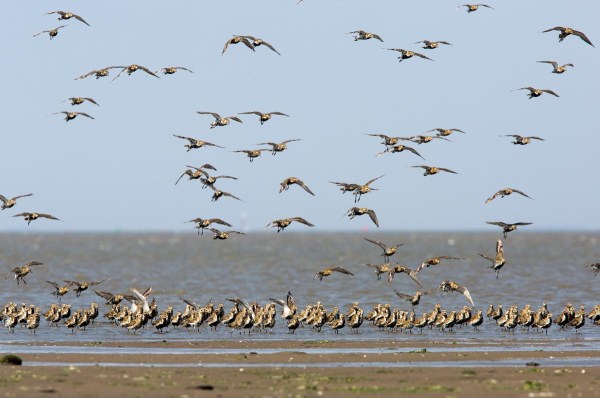 Foto van Goudplevieren, Den Oever.