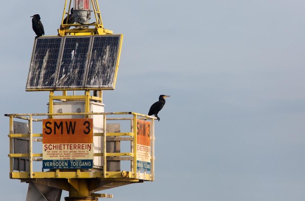 Foto van Aalscholvers, Waddenzee