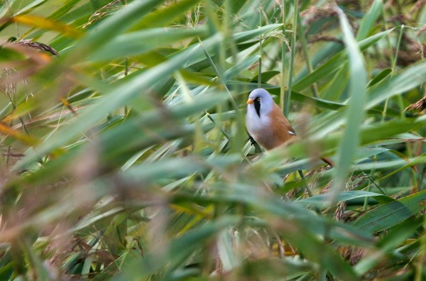 Foto van een Baardman, Lauwersmeer
