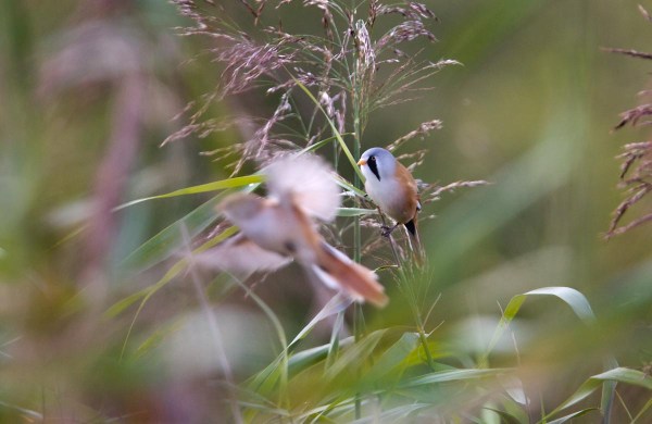 Foto van een Baardman, Lauwersmeer