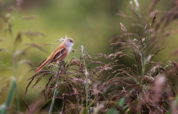 Foto van een Baardman, Lauwersmeer