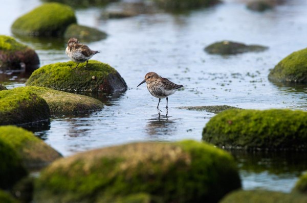 Foto van Bonte Strandlopers, Nærlandsstranden, Jæren, Noorwegen