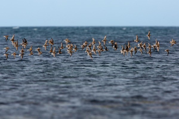 Foto van Bonte Strandlopers, Nærlandsstranden, Jæren, Noorwegen