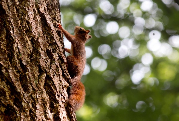 Foto van een Eekhoorn, Veluwe