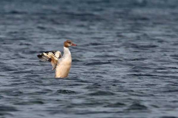 Foto van een Grote Zaagbek, Nærlandsstranden, Jæren, Noorwegen