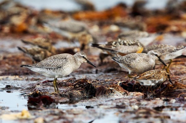 Foto van Kanoeten, Kviljoodden, Lista, Noorwegen